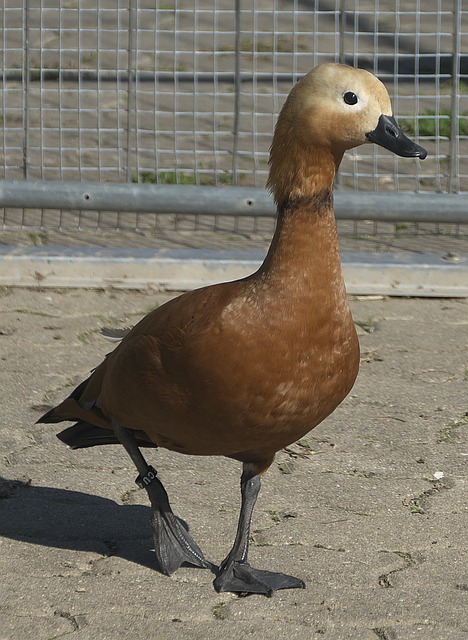 亞特蘭大向